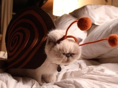 Самые смешные карнавальные костюмы для кошек