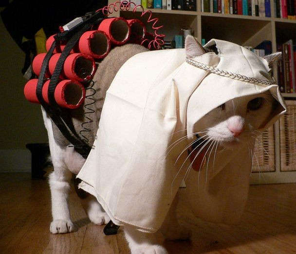 Прикольные костюмы для кошек на новый год
