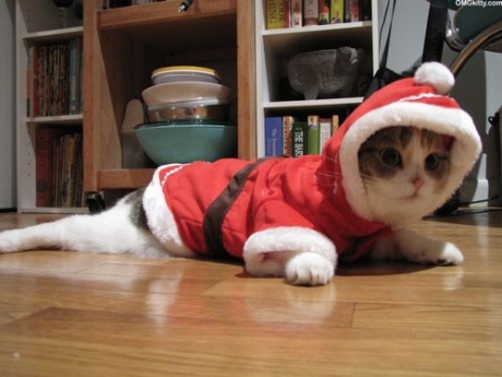 Как сделать костюм кошки: простые идеи для веселого праздника